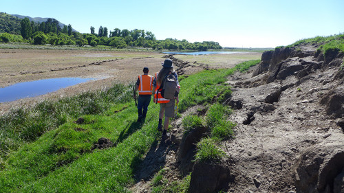 Jesse Kearse, yellow tape measure in hand, walks northeast along the rupture of the Kekerengu fault (photo Julian Thompson).
